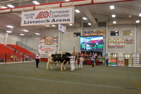Dairy Youth Showmanship