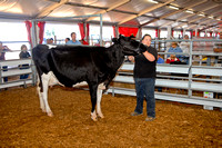 Adult & Pee-Wee Dairy Showmanship
