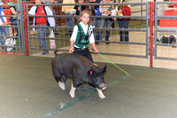 Swine Shows