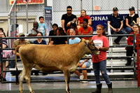 Dairy Adult Show
