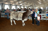 Beef Shows