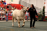 Mosaic Youth Steer Sale