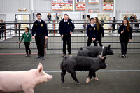 Mosaic Swine Show