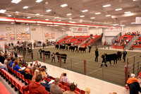 Youth Steer Showmanship