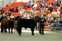 Youth Steer Show