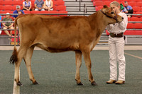 Dairy Showmanship & Dairy Show