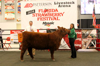 Youth Beef Breed Showmanship