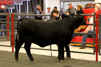 Youth Beef Breed Show