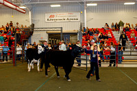 Steer Show Division 3