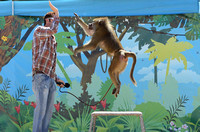 Wild about Monkeys Show