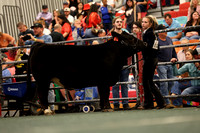 Mosaic Youth Steer Show