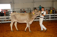 Dairy Shows