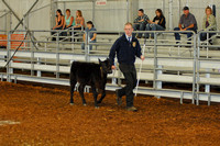 Beef Breed Show