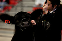 Mosaic Youth Steer Showmanship