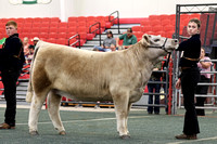 Beef Breed Show