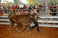 Steer Shows