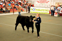 Steer Shows