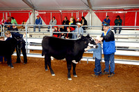 Beef Breed Shows