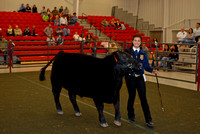 Steer Show Division Champions