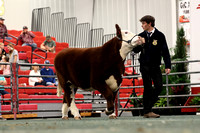 Mosaic Youth Steer Sale